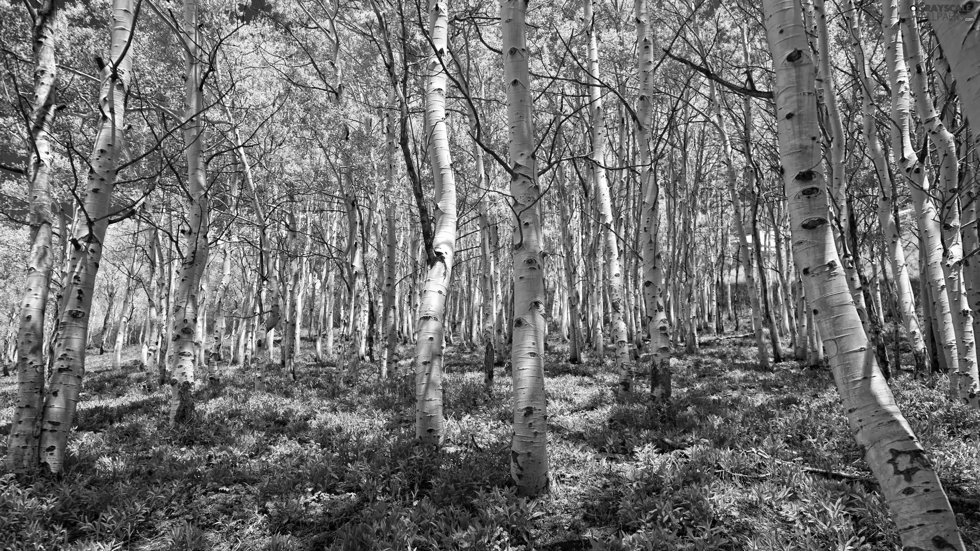 Plants, forest, grass