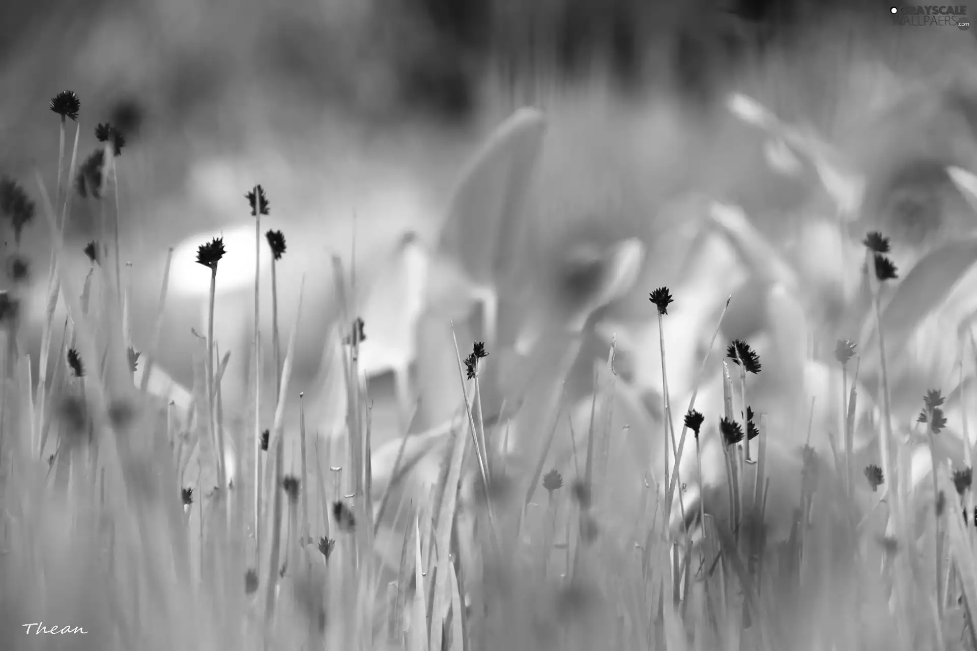 grass, Plants