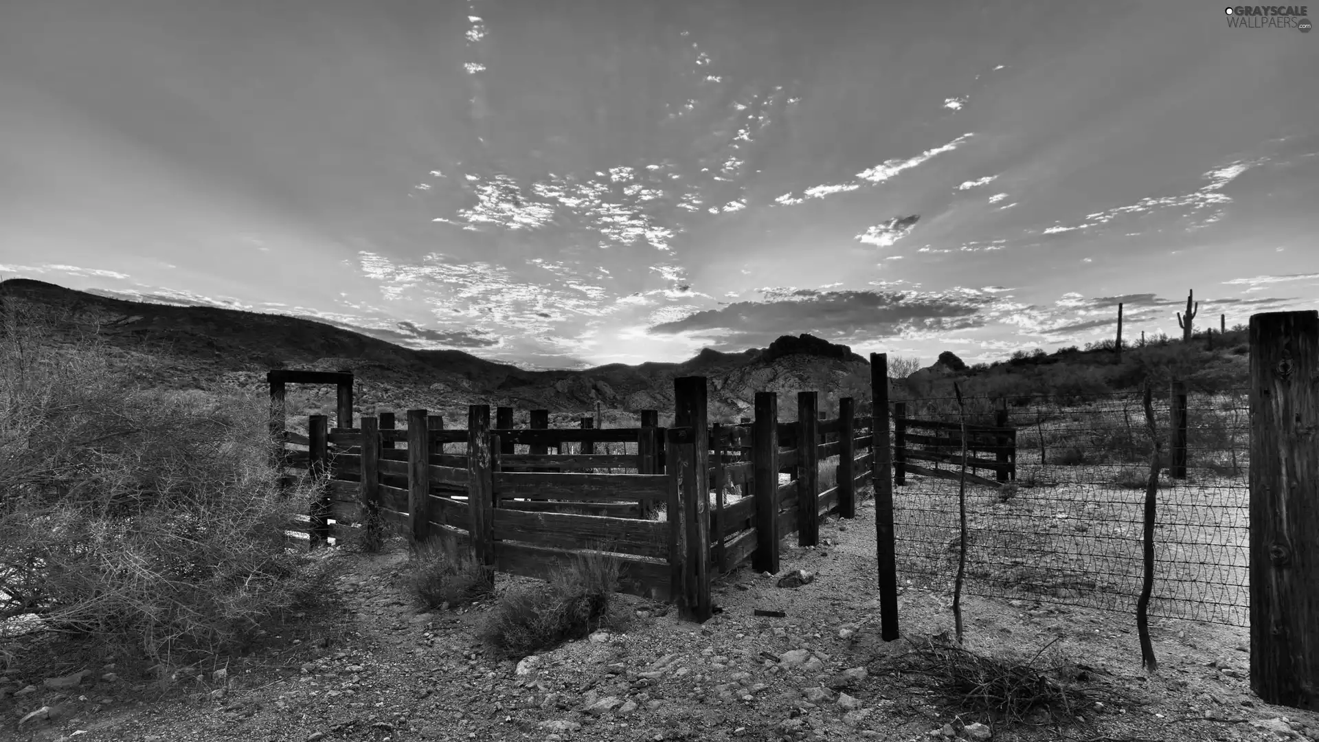 fence, Great Sunsets, Plants