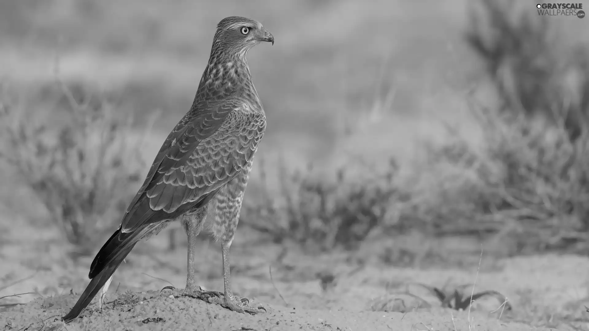 Plants, Bird, hawk