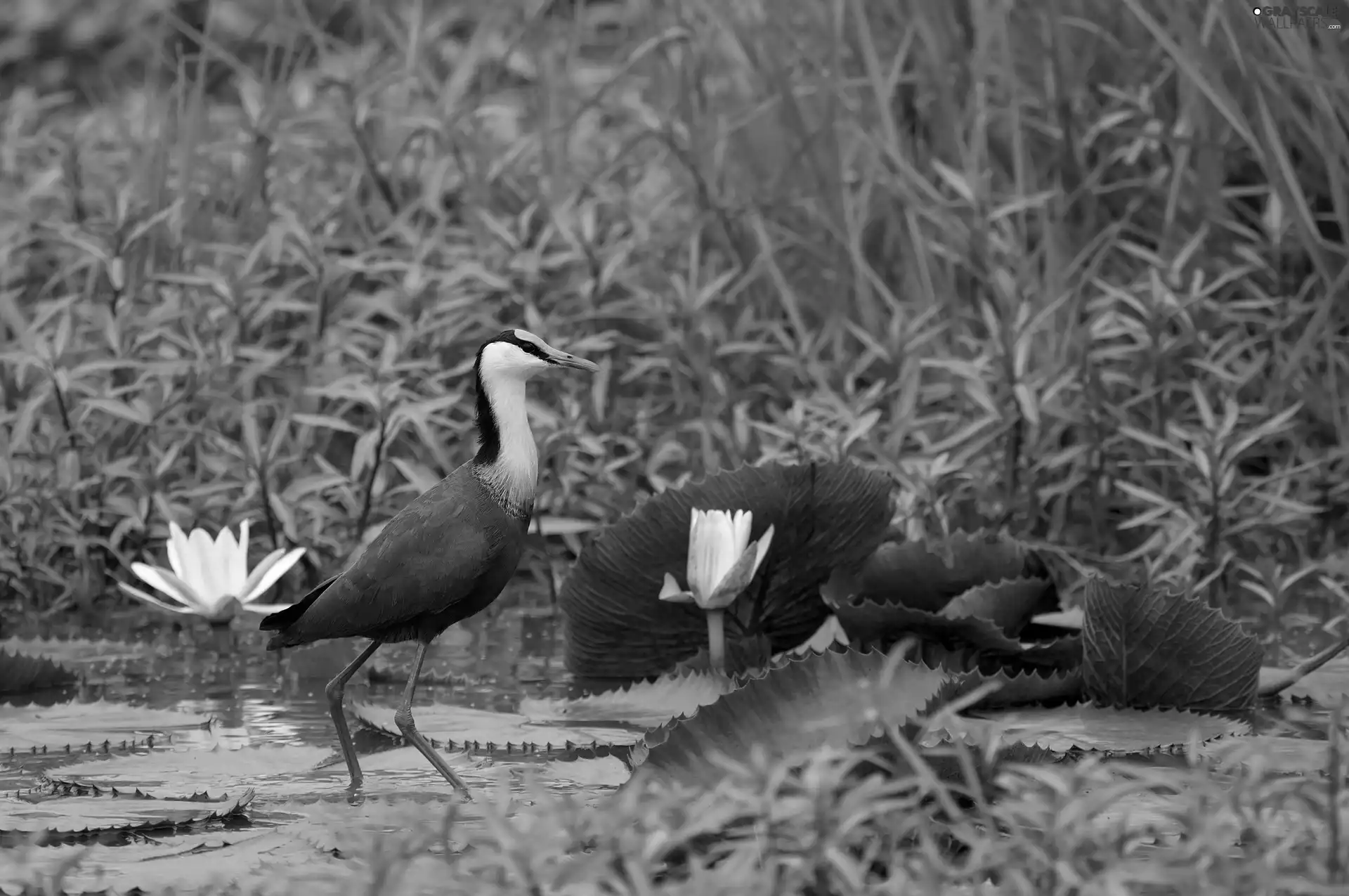 heron, water, Plants, African