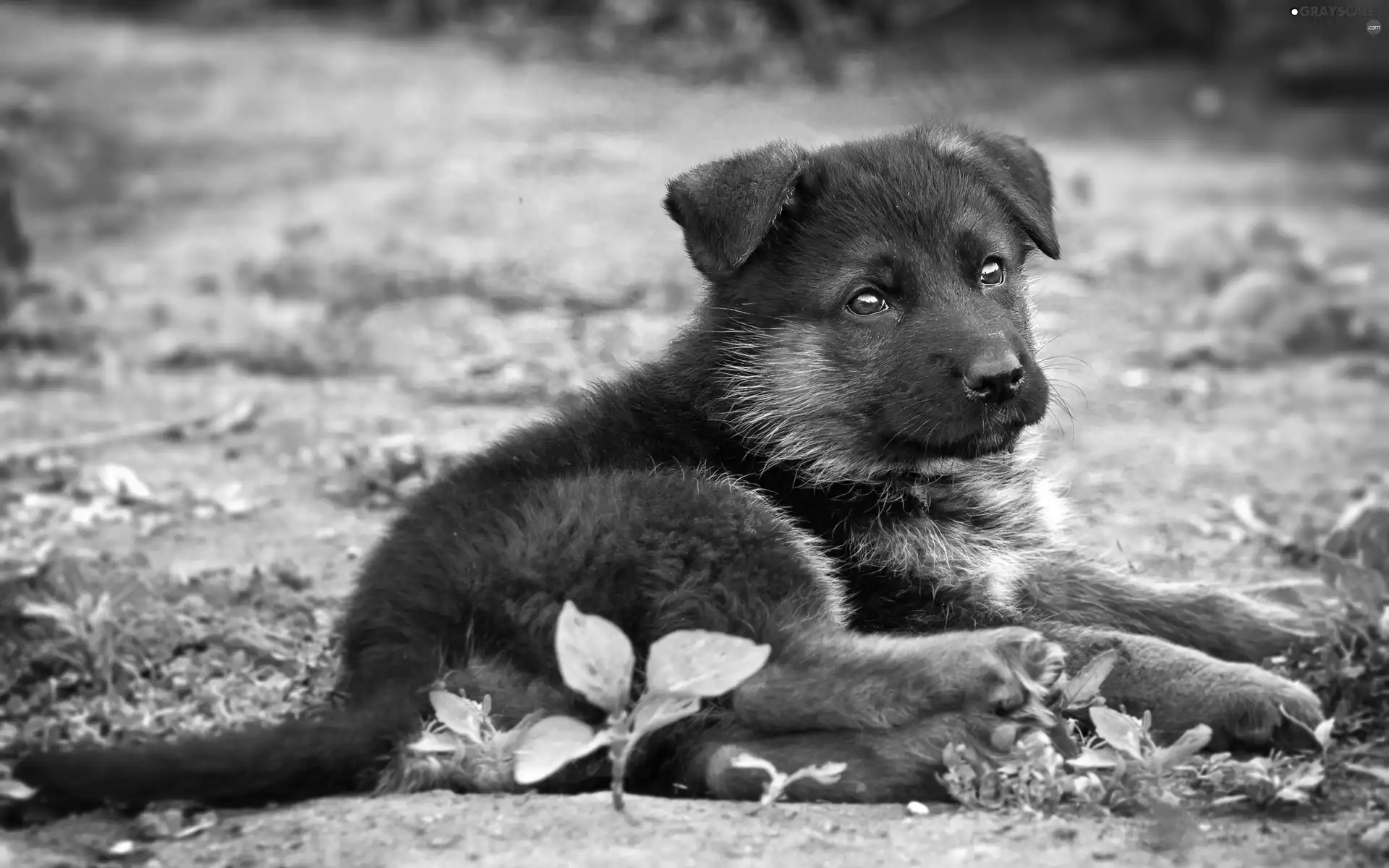 honeyed, sheep-dog, Plants, puppie