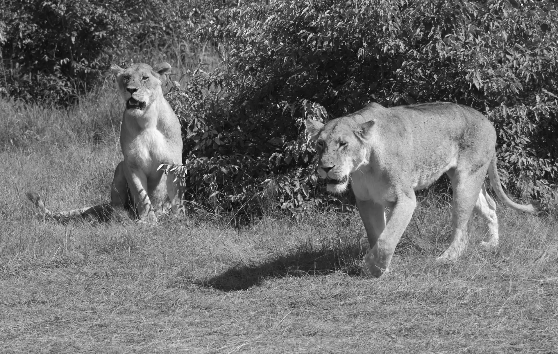 Plants, Two, lionesses