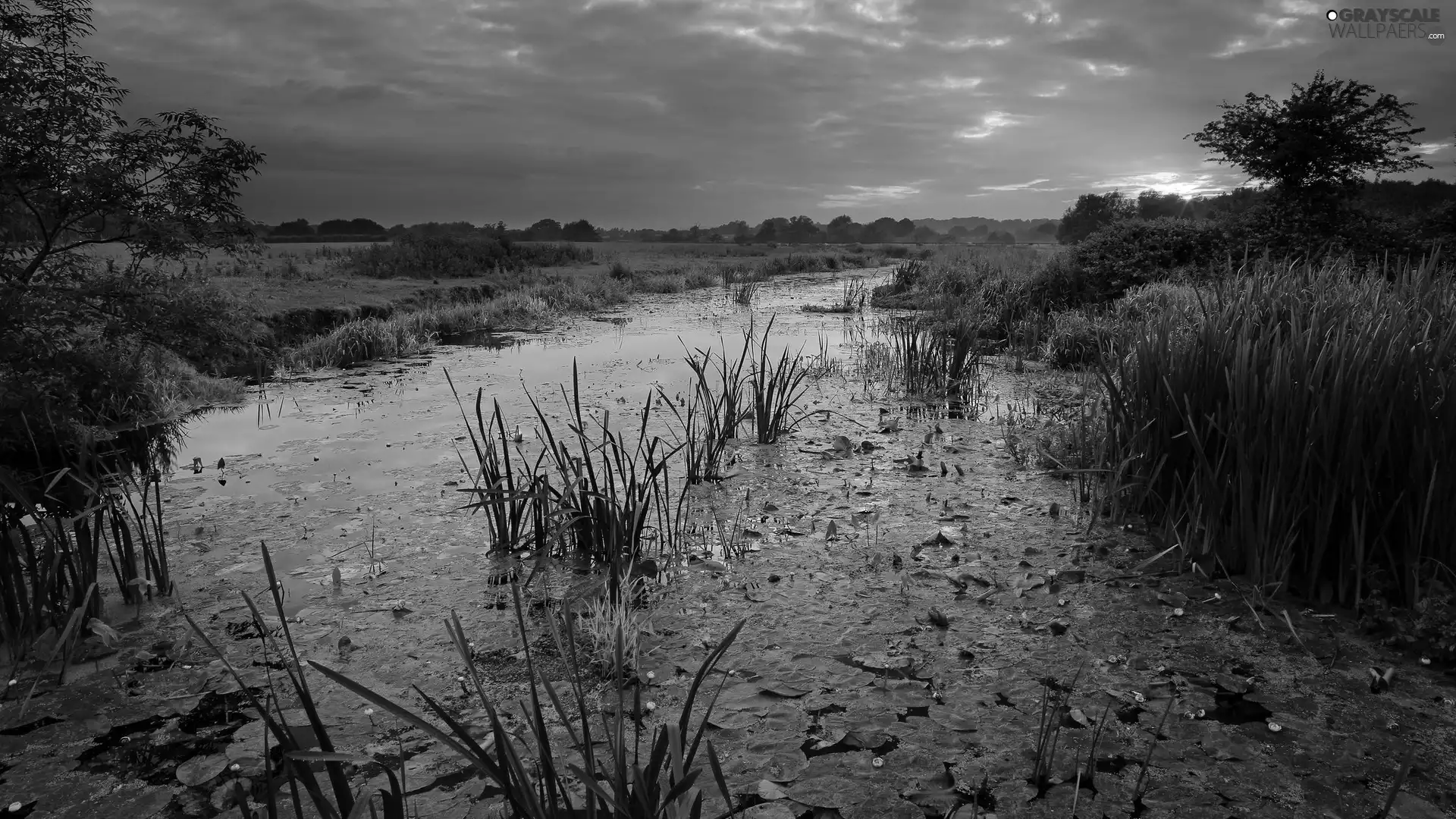 Plants, River, medows