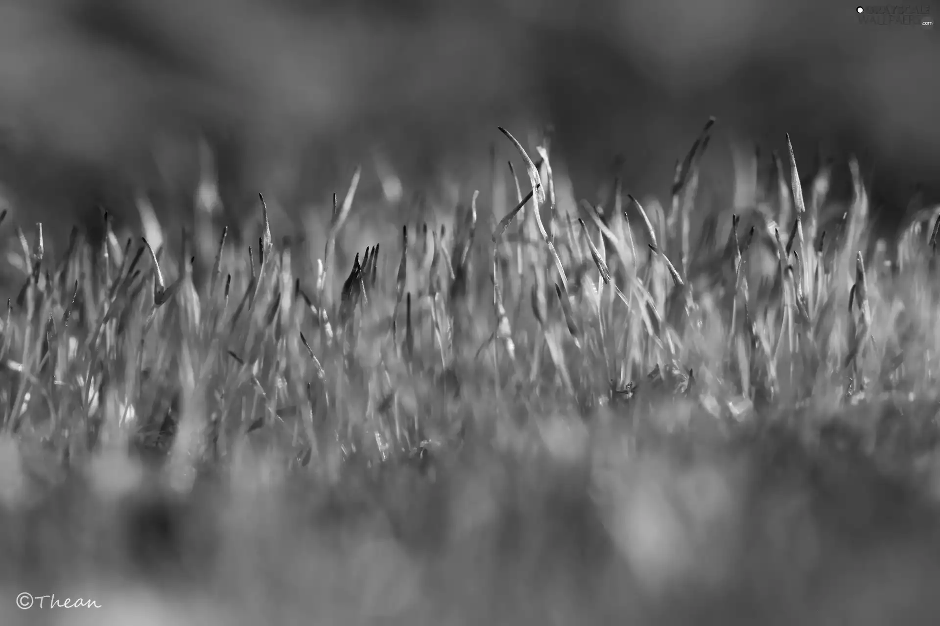 Plants, lichens, mosses