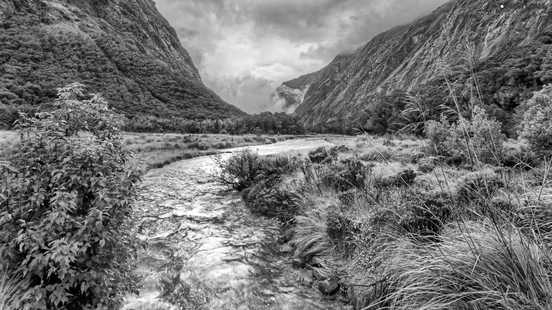 Plants, River, Mountains