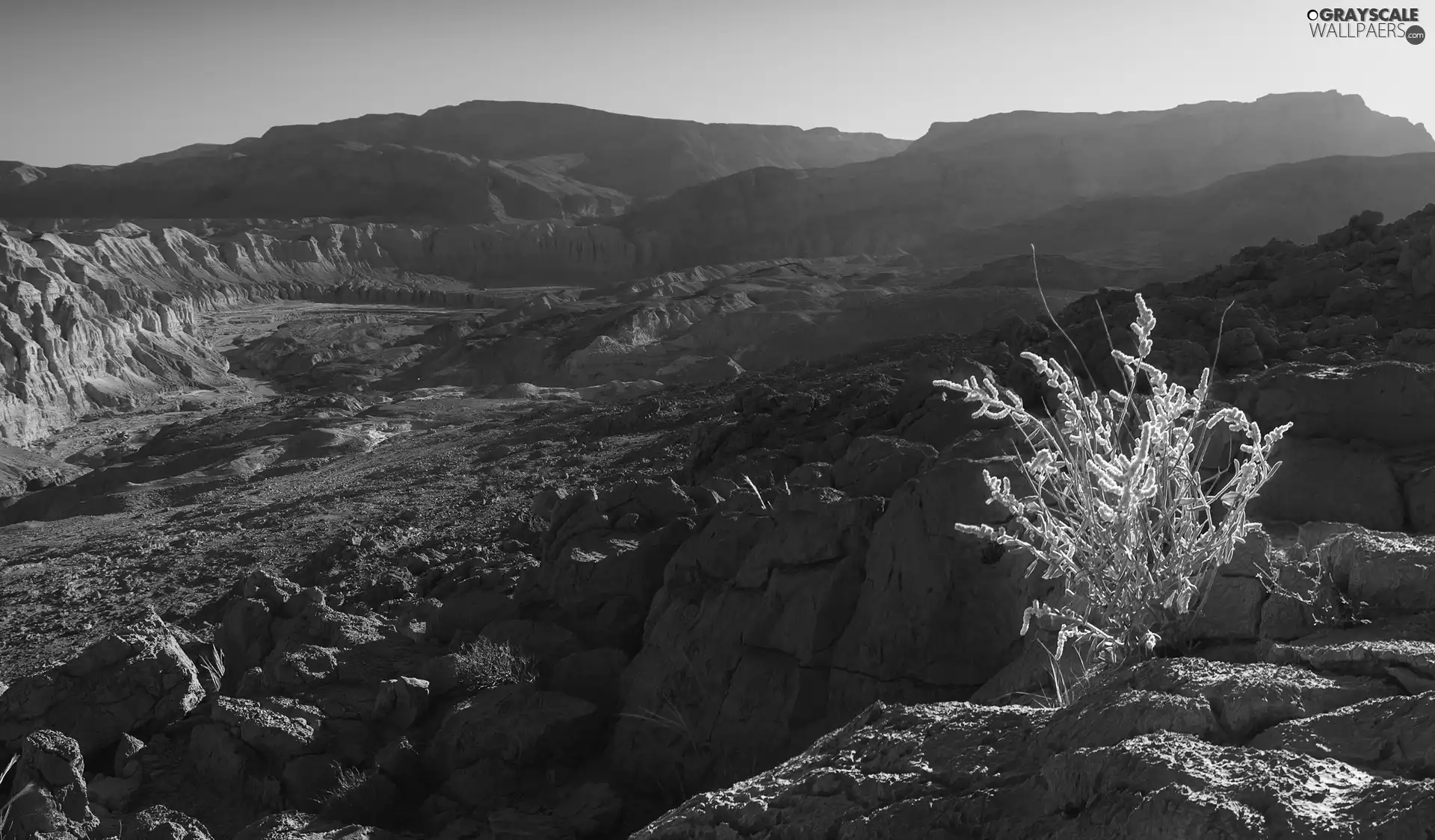 Plants, rocks, Mountains