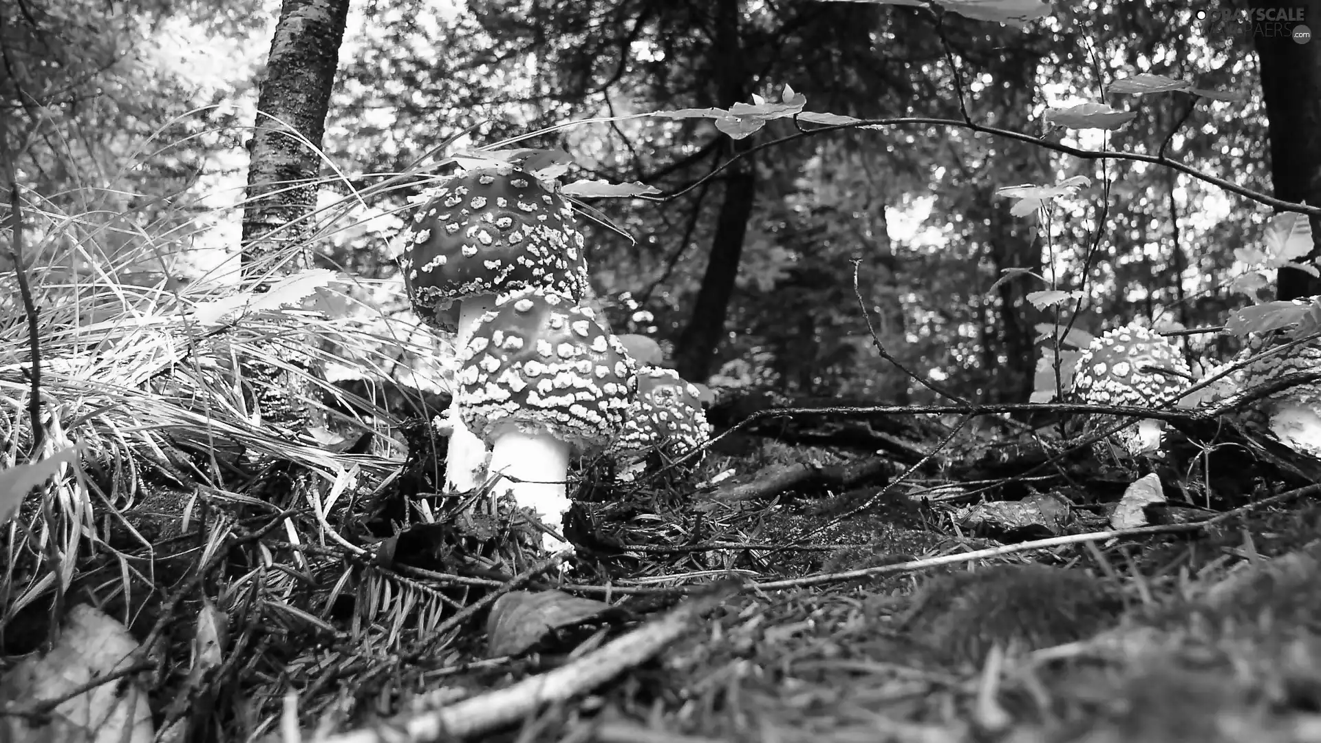 mushrooms, grass, Plants, toadstools
