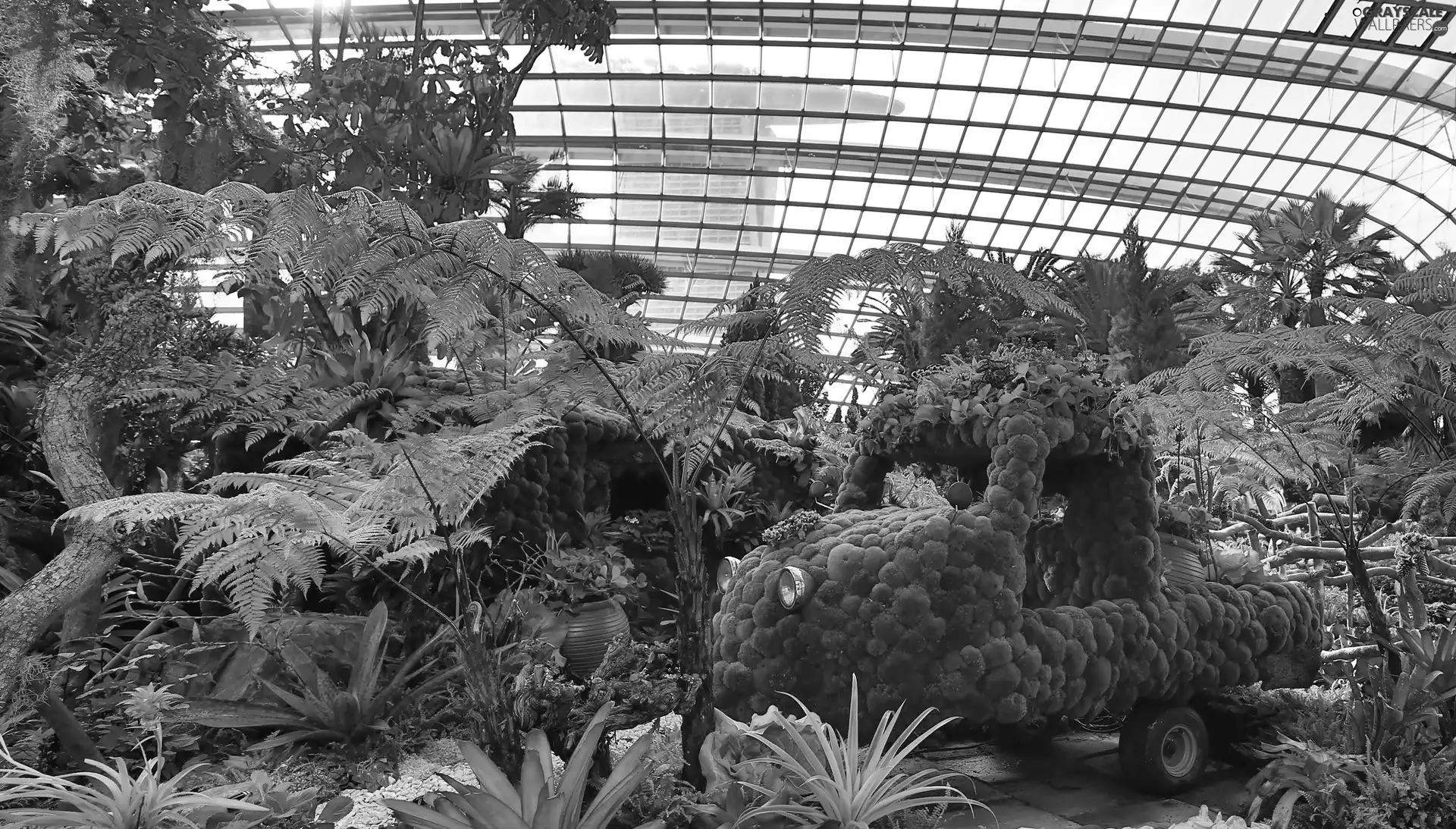 Palms, Palm House, Plants