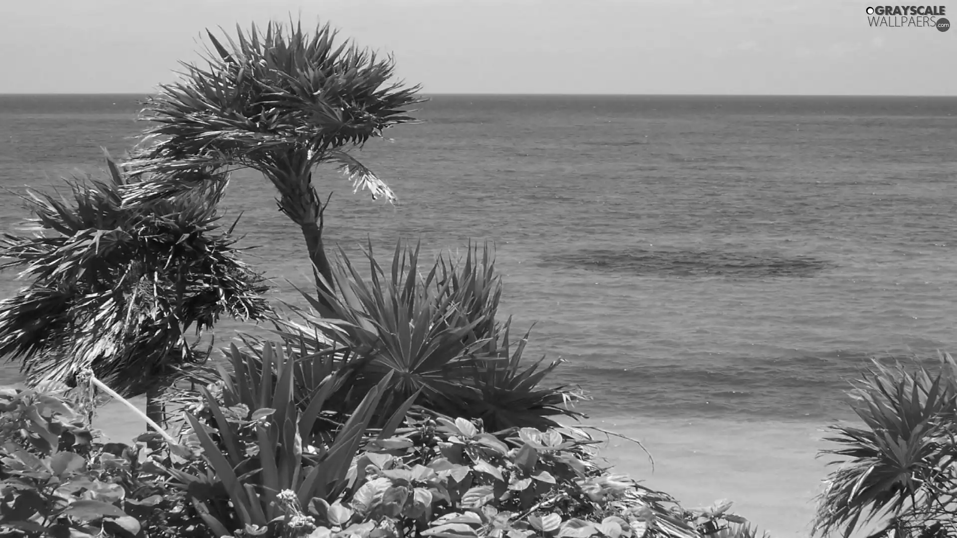 Plants, sea, Palms
