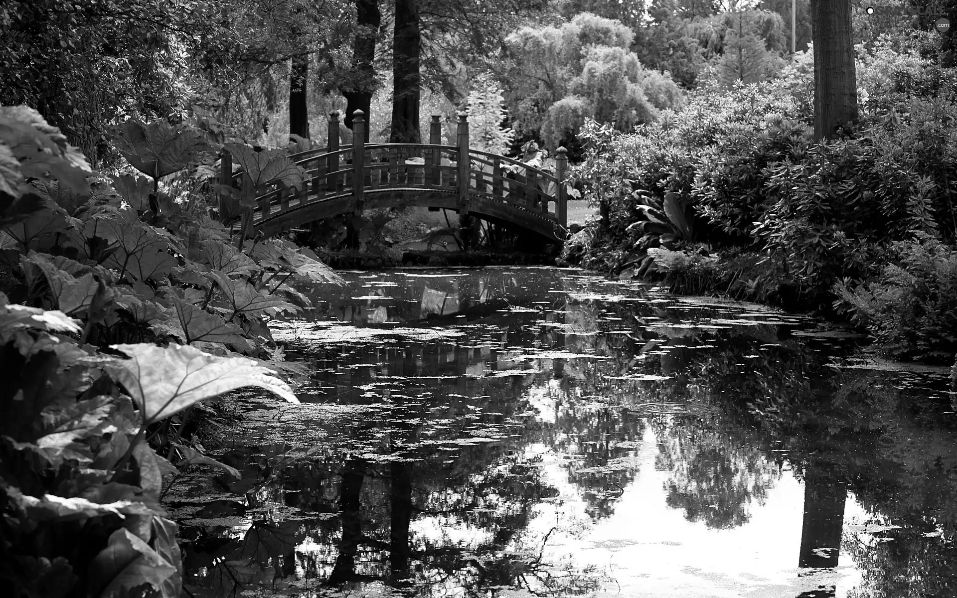 Park, bridges, Plants, Pond - car