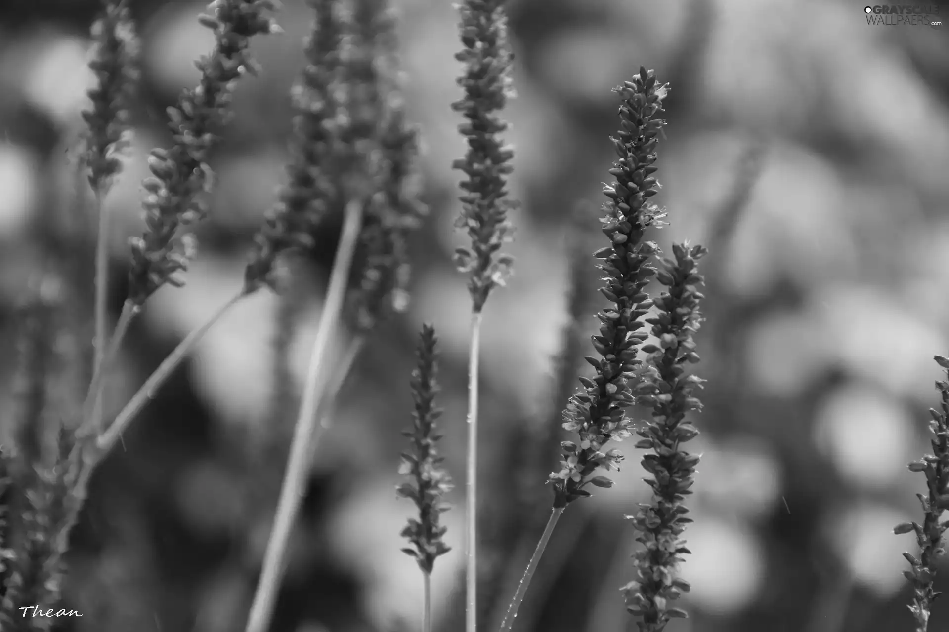 Red, plants