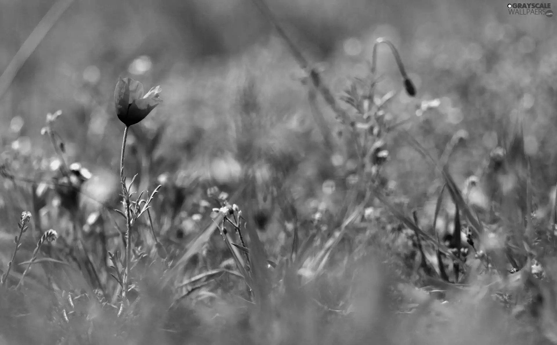 blur, red weed, plants