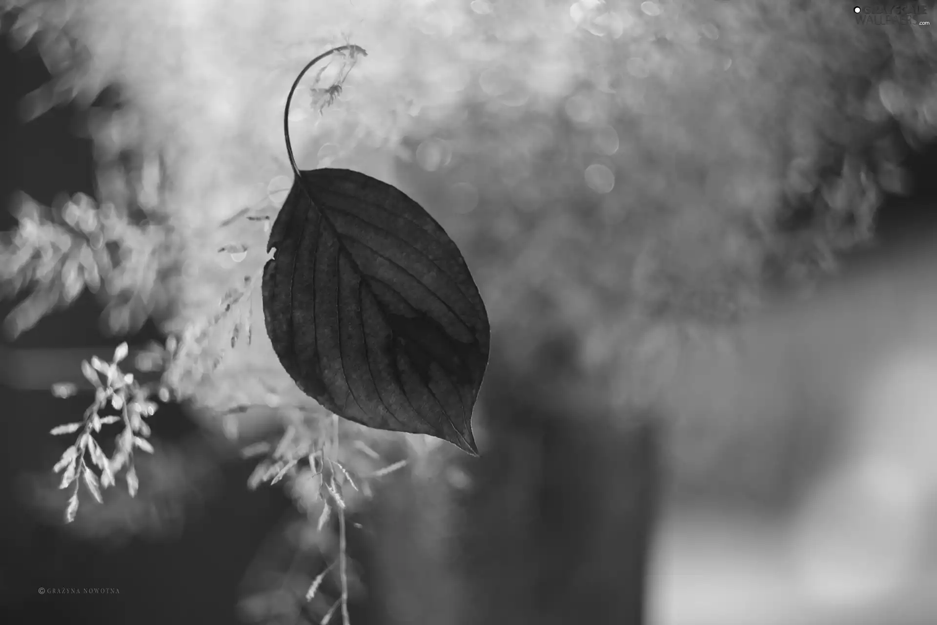 Plants, leaf, Red