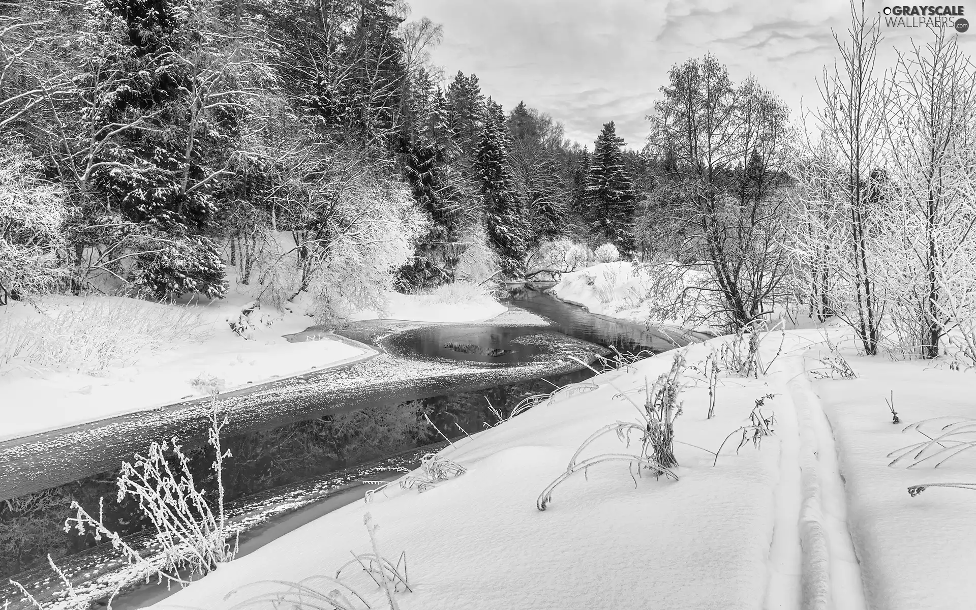 viewes, Plants, River, trees, winter