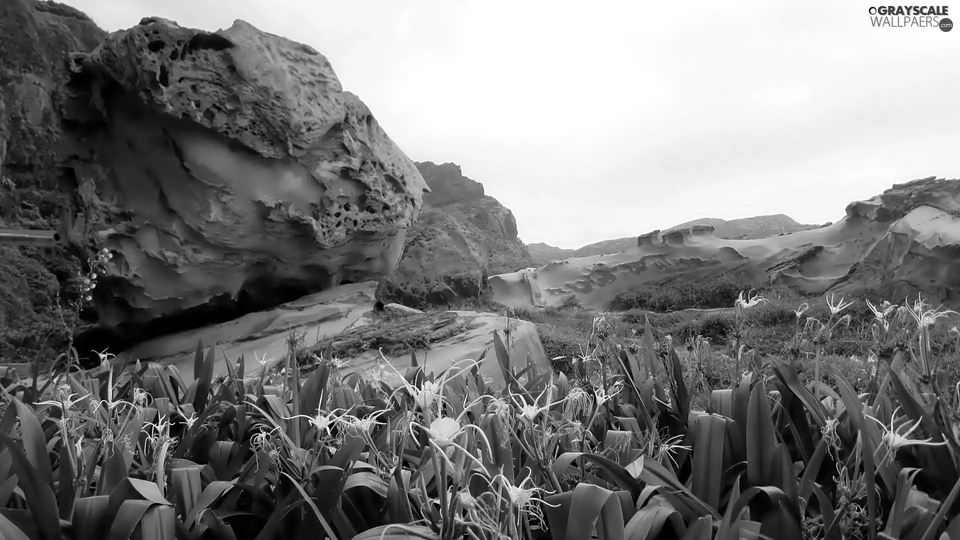 rocks, Plants