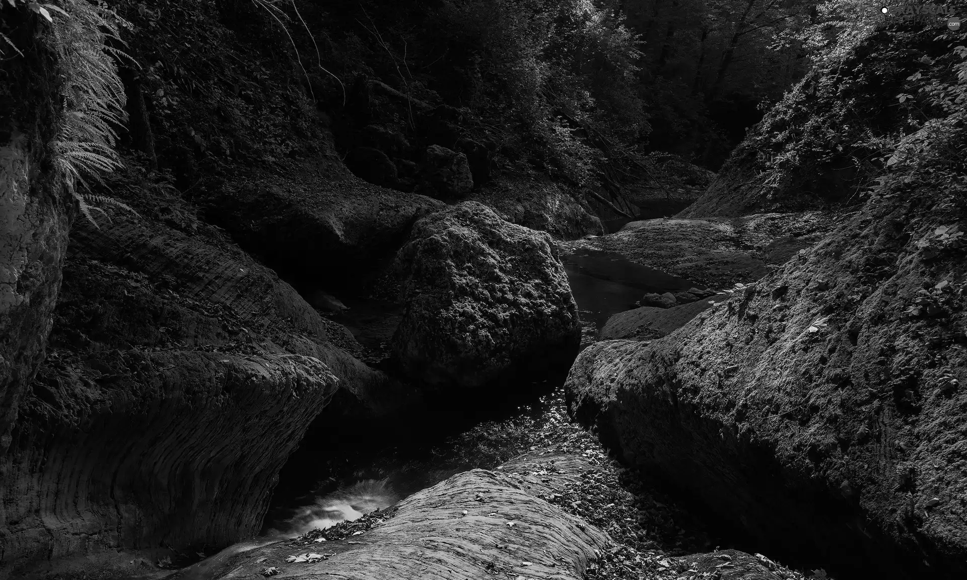 stream, mossy, Leaf, Plants, forest, rocks