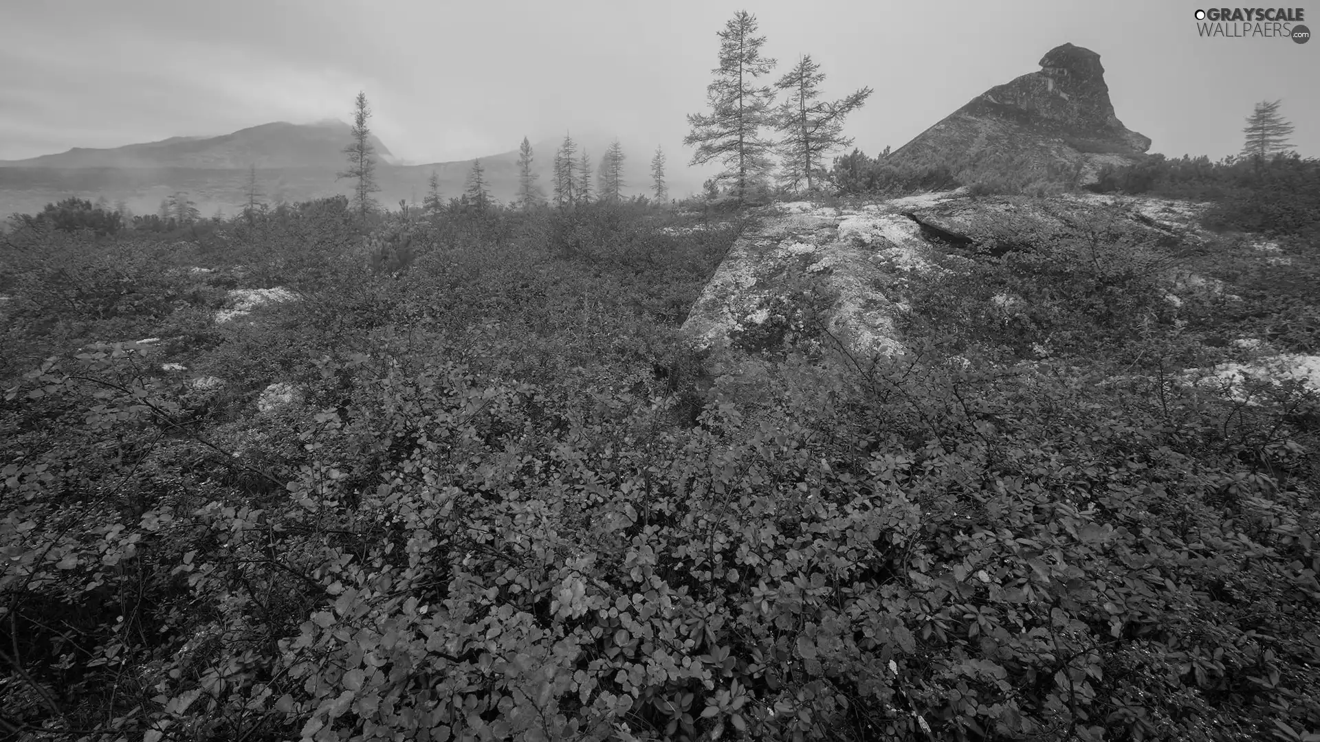 Fog, autumn, Red, Plants, Bush, rocks
