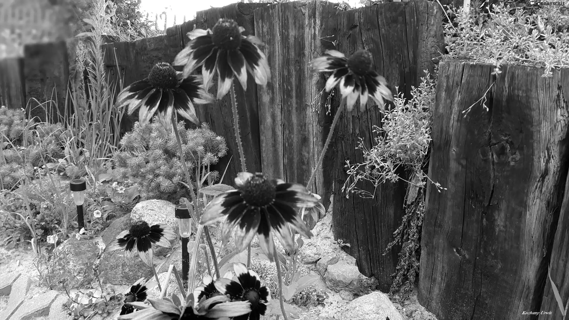 Rudbeckia, Fance, Plants, Stones