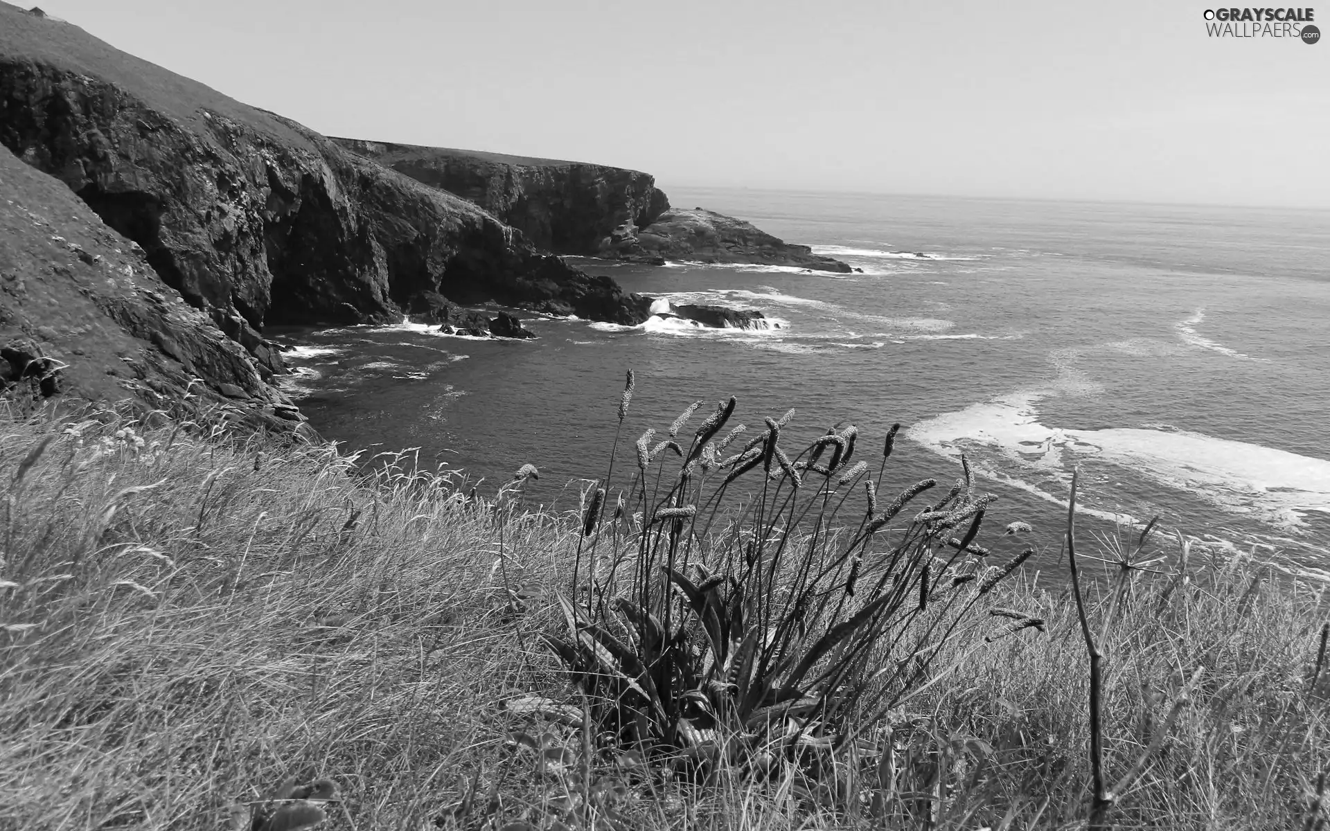 sea, cliff, Plants, Coast