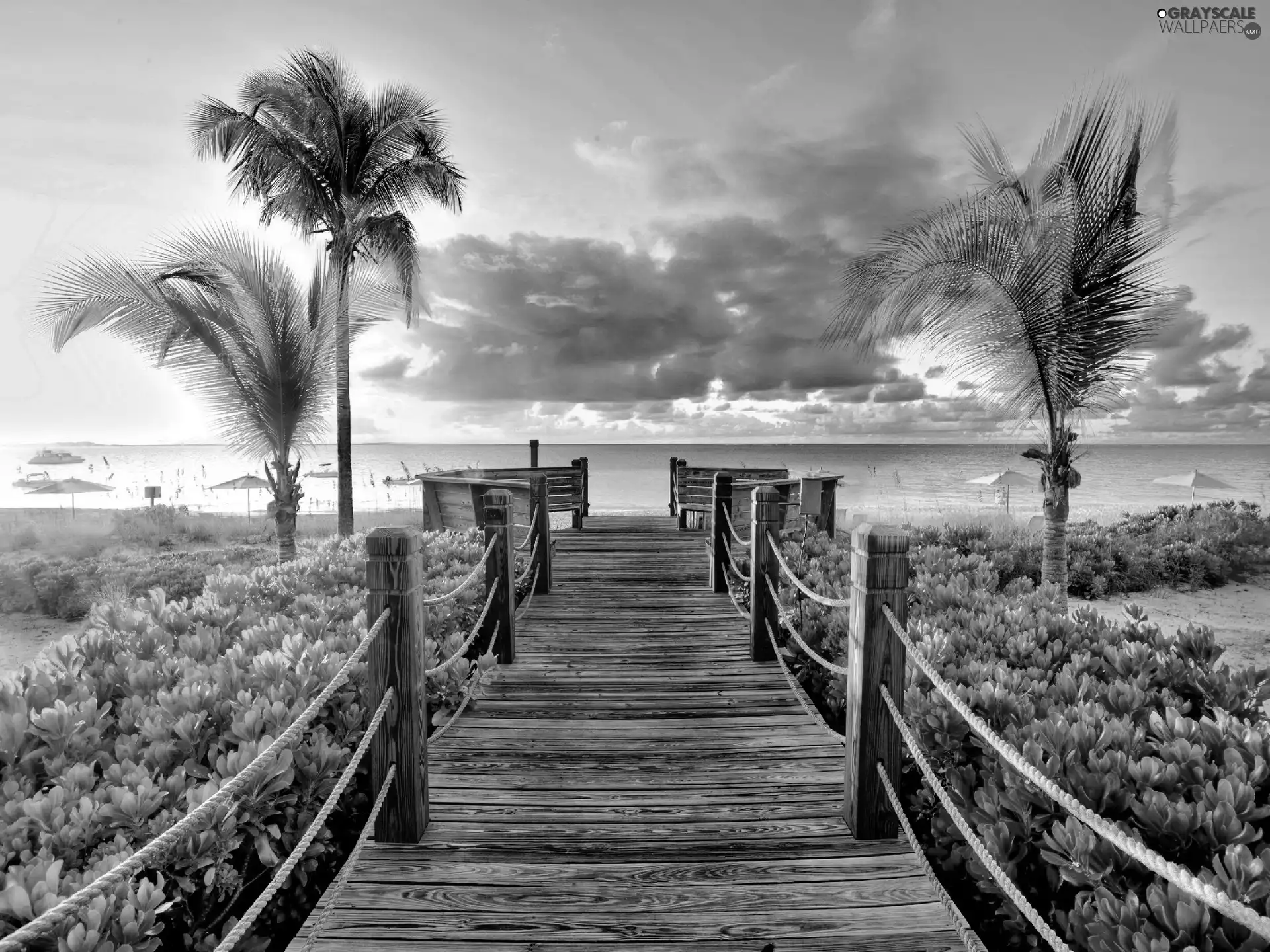 sea, pier, Plants, Palms