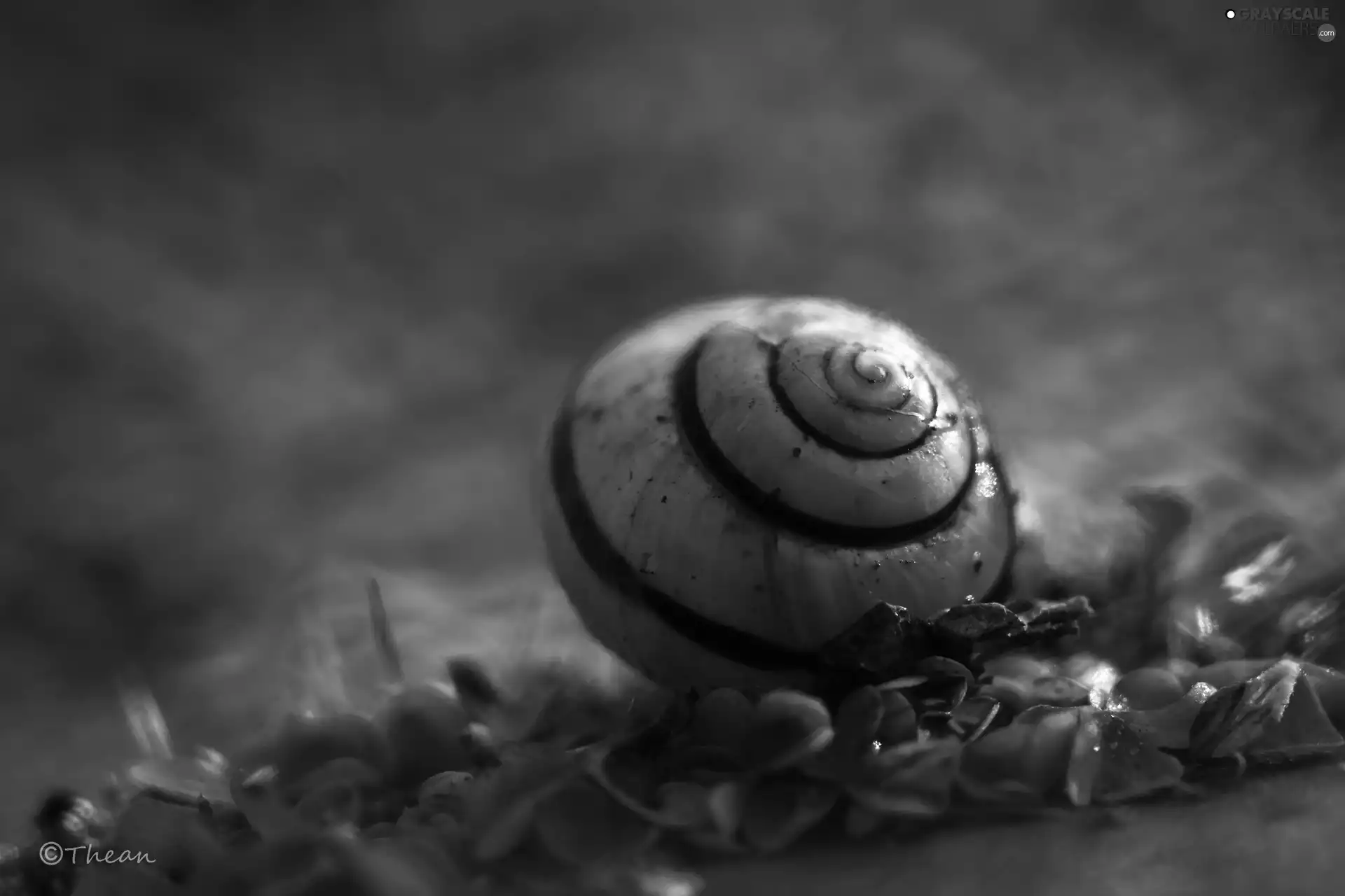 plants, shell, snail