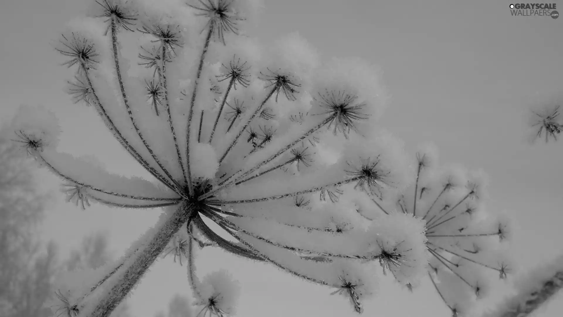 Snowy, Plants