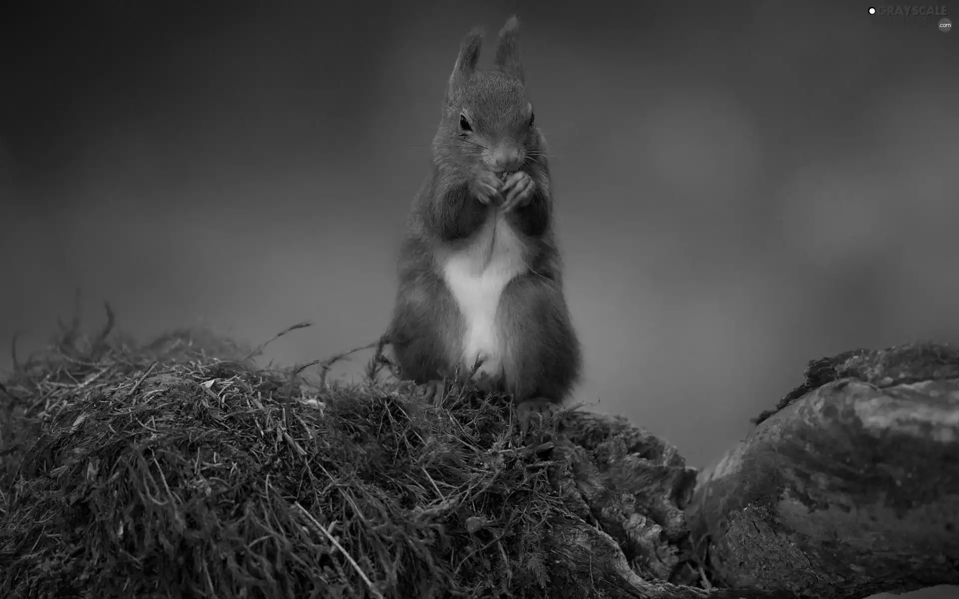 squirrel, Rocks, Plants, feet