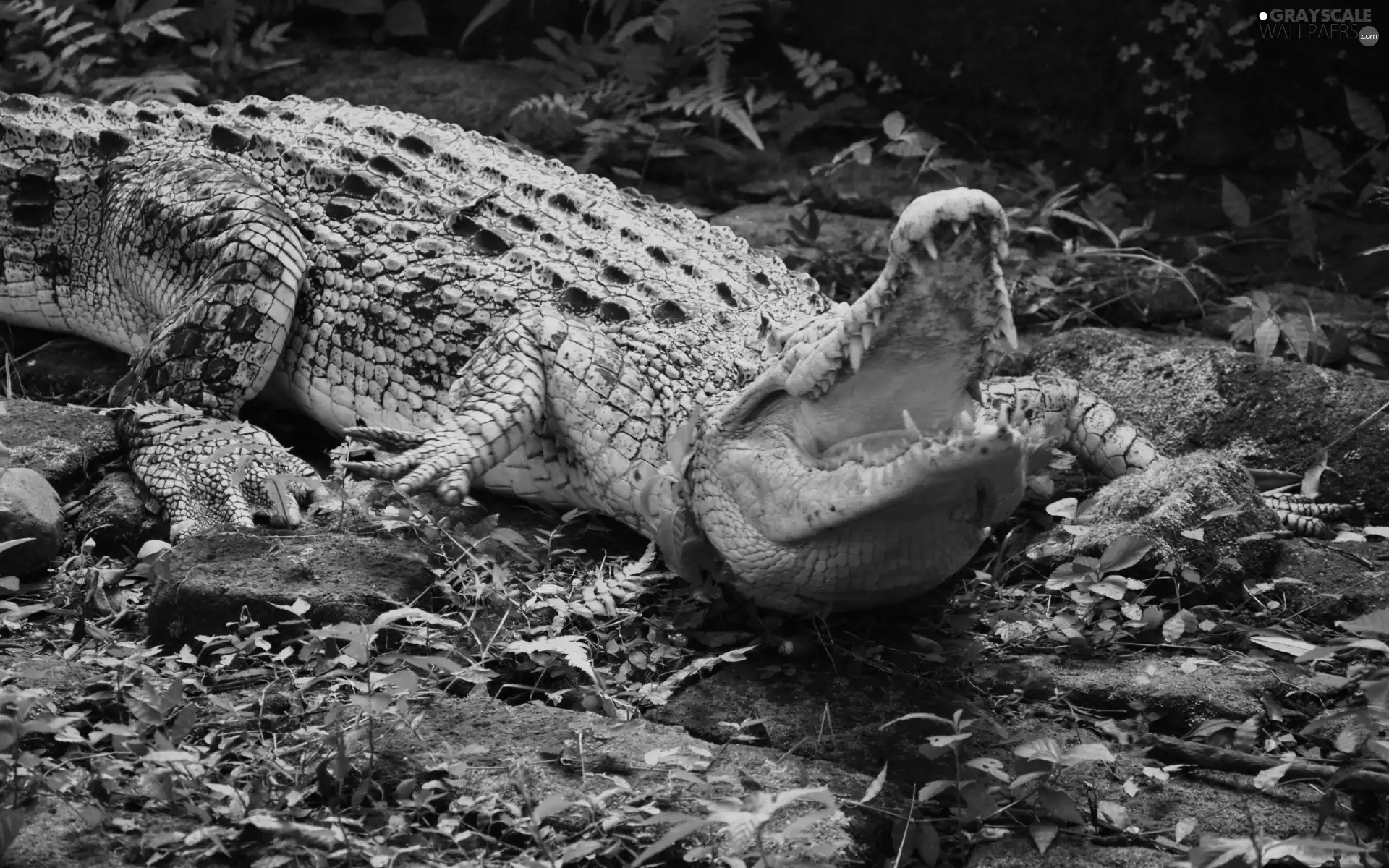 Plants, Crocodile, Stones