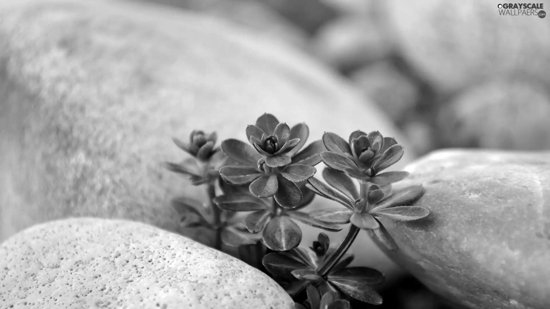 Stones, plants