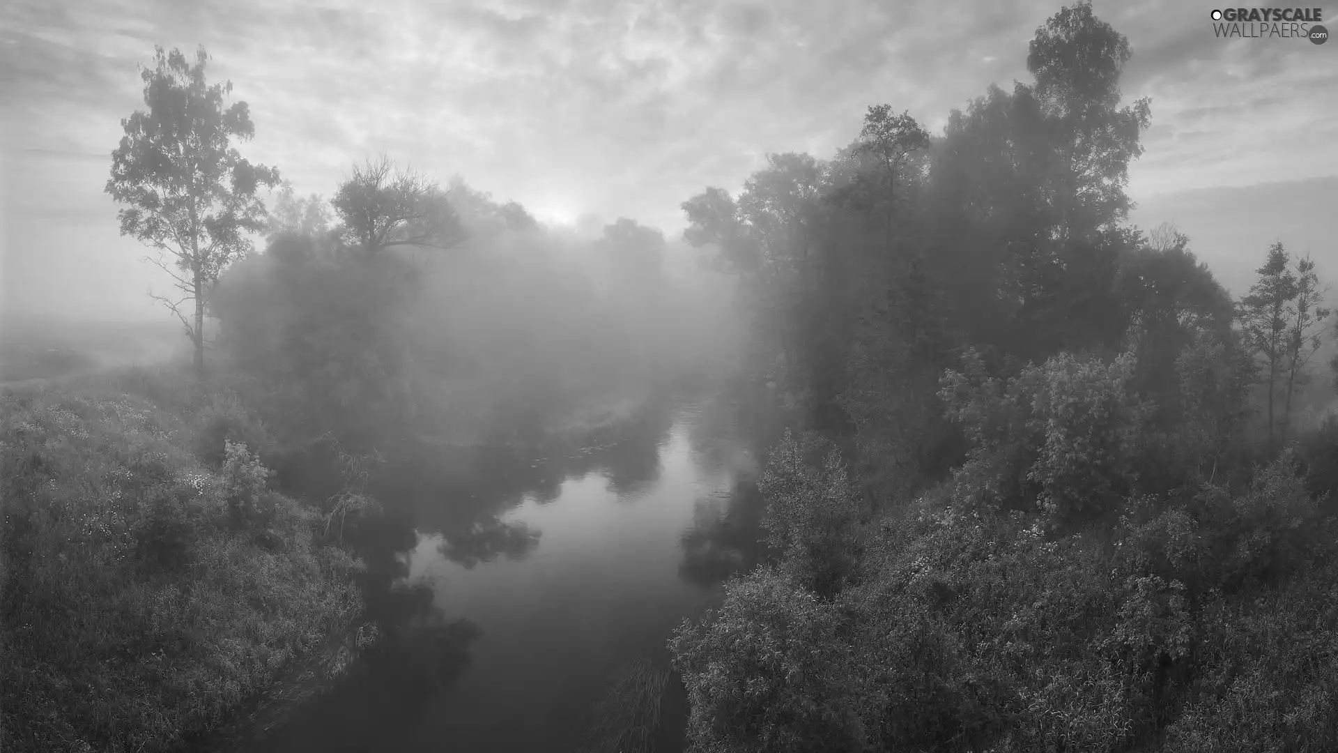Fog, River, viewes, Plants, trees, Sunrise