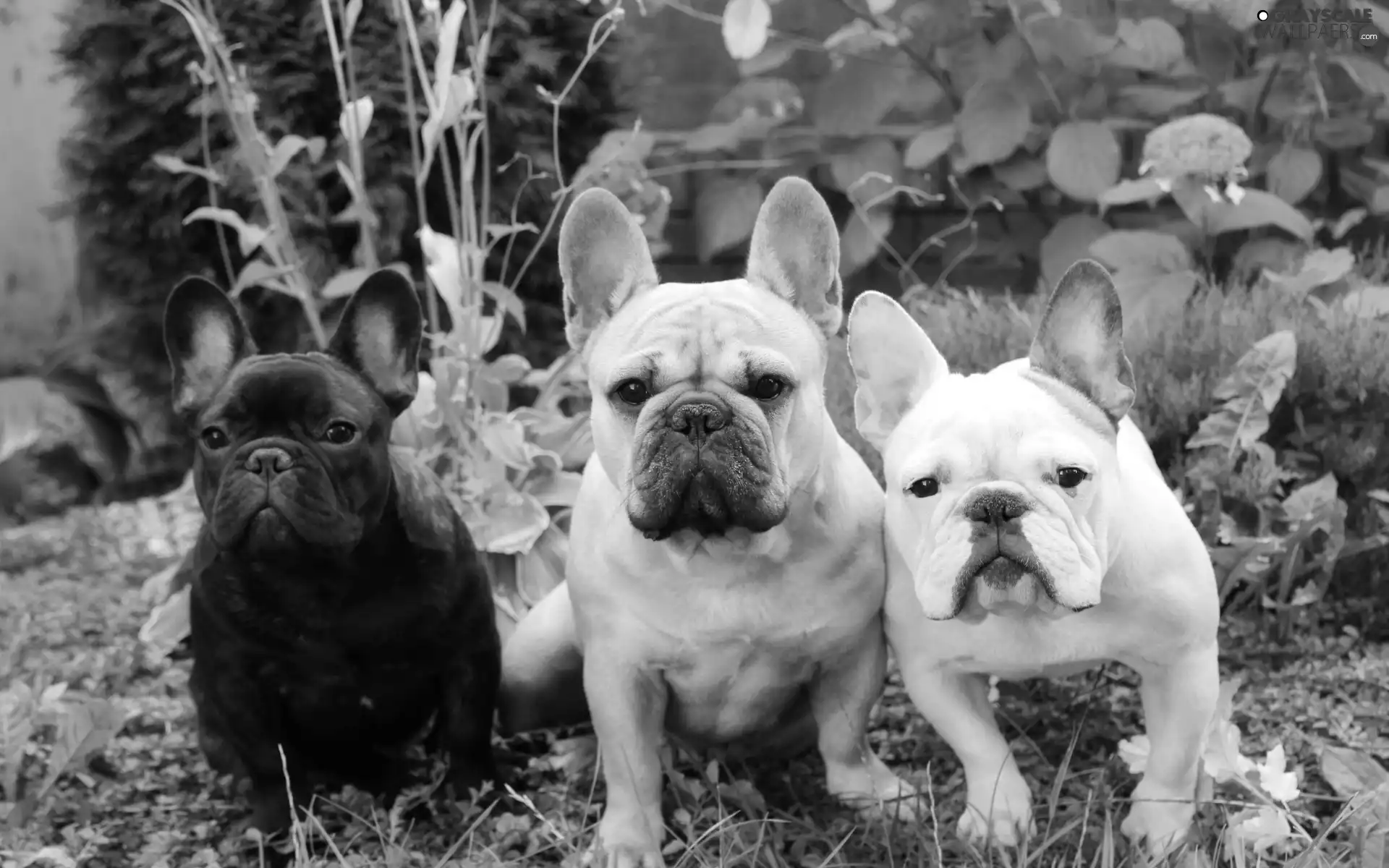 Three, Garden, Plants, Bulldogs