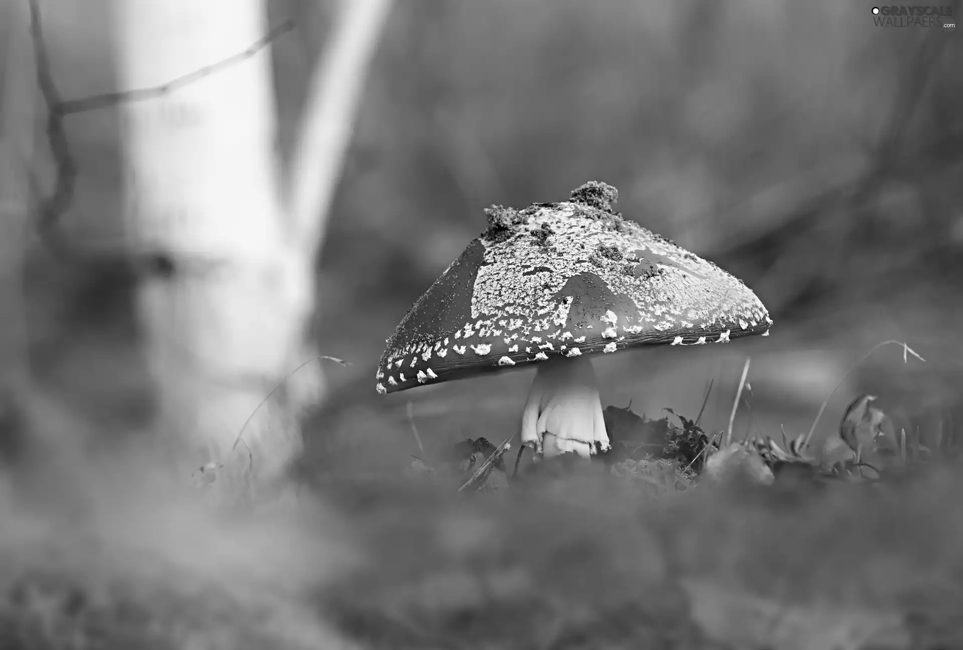 Plants, Mushrooms, toadstool
