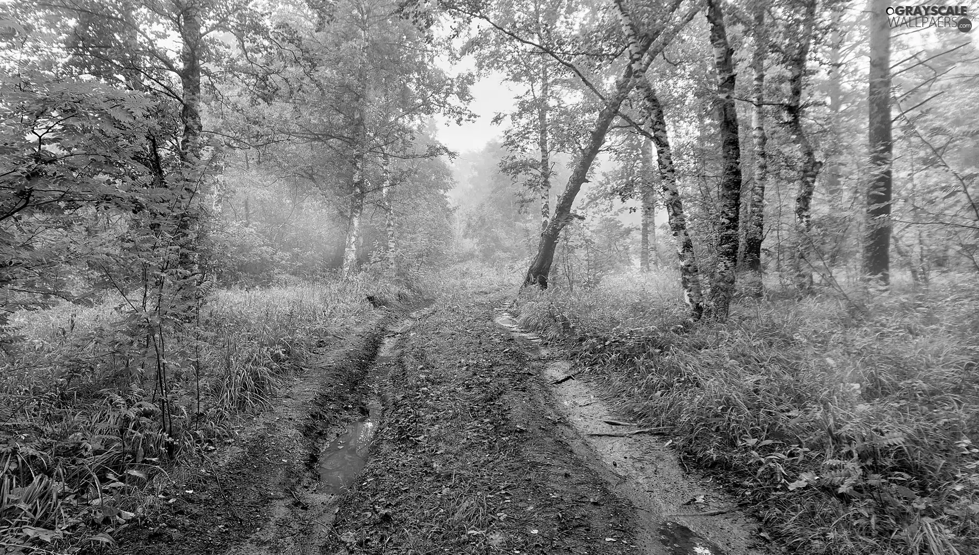 Way, Plants, trees, viewes, forest