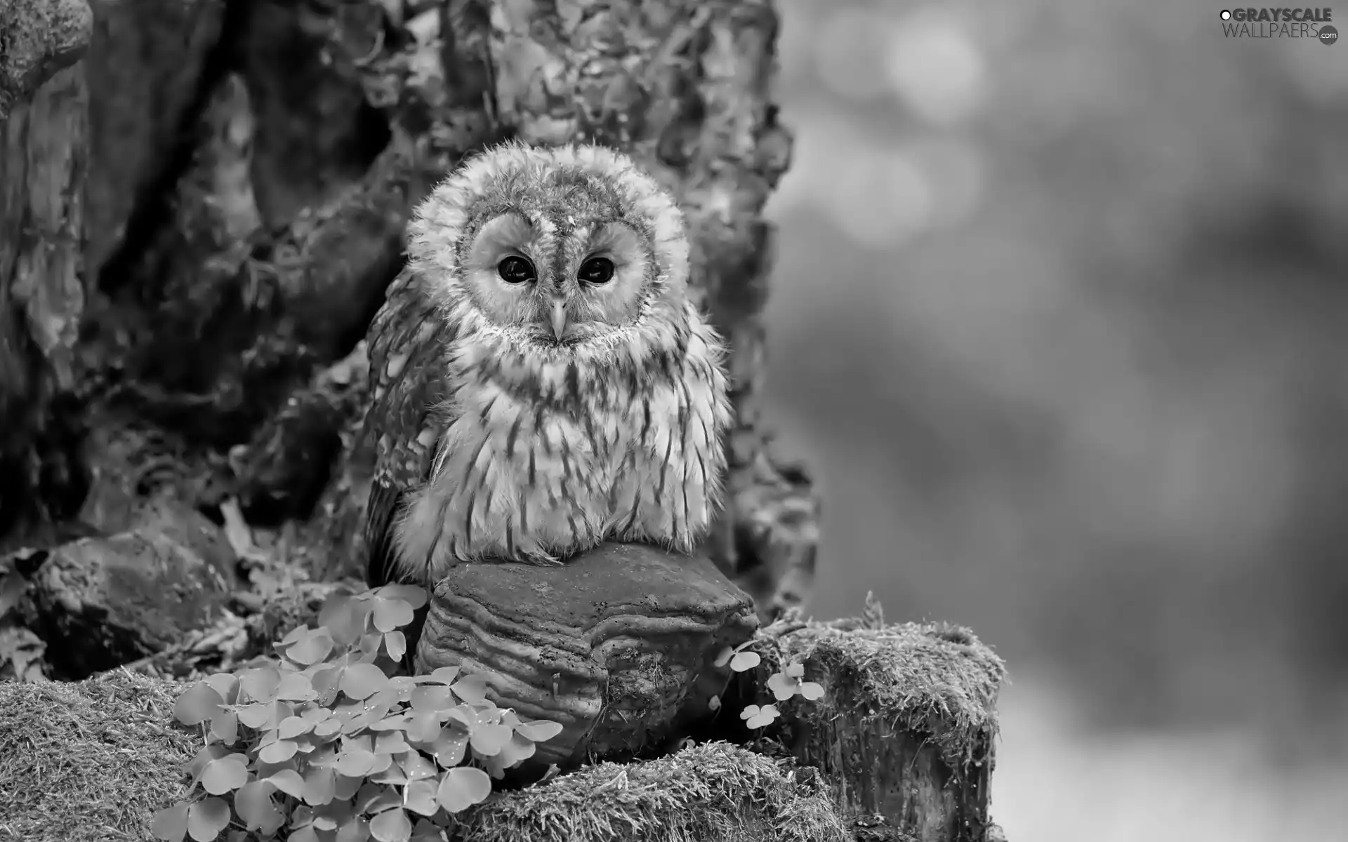 Plants, owl, trees