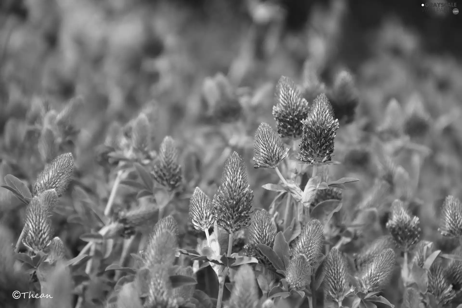 Plants, Pink, trefoil