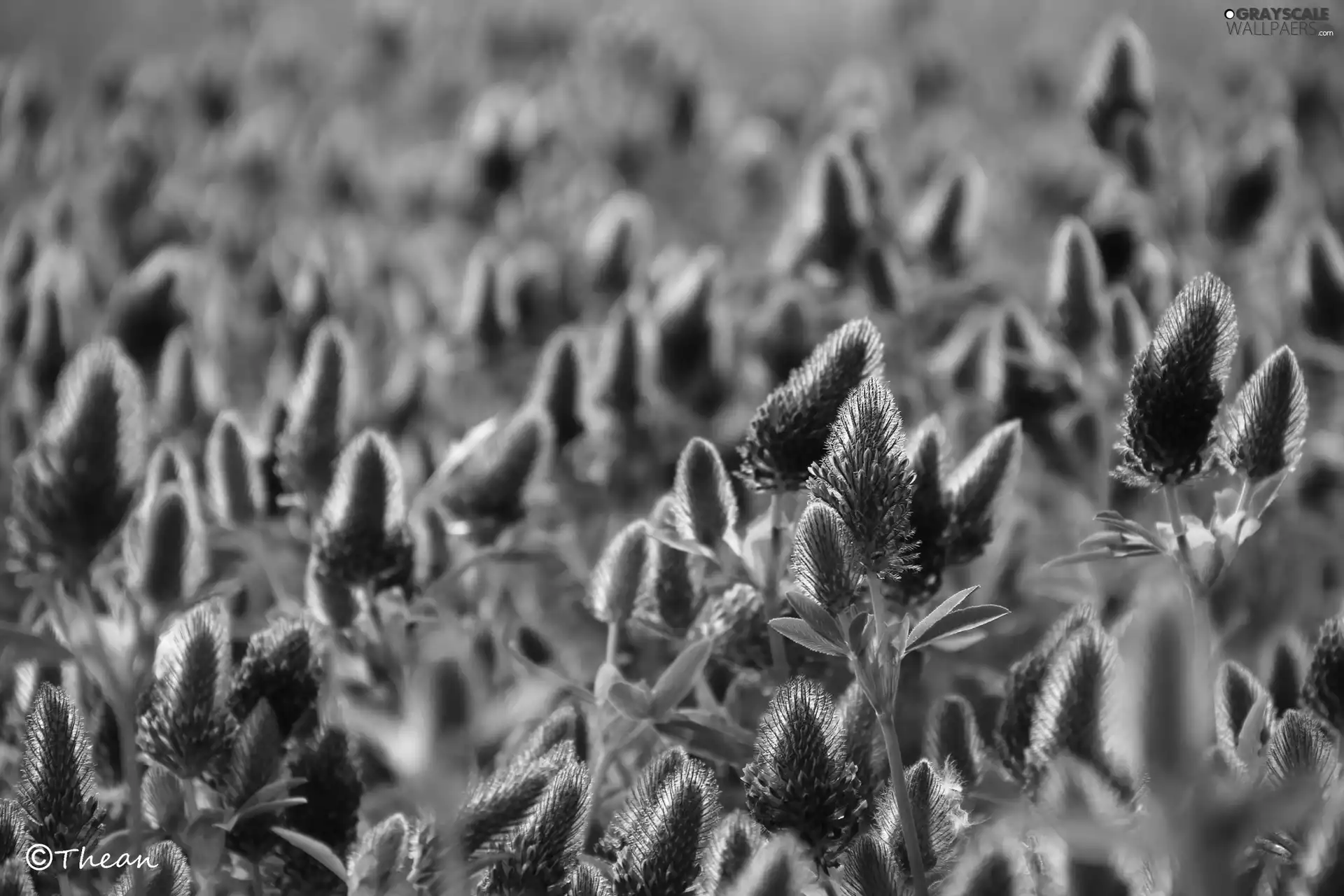 trefoil, Plants