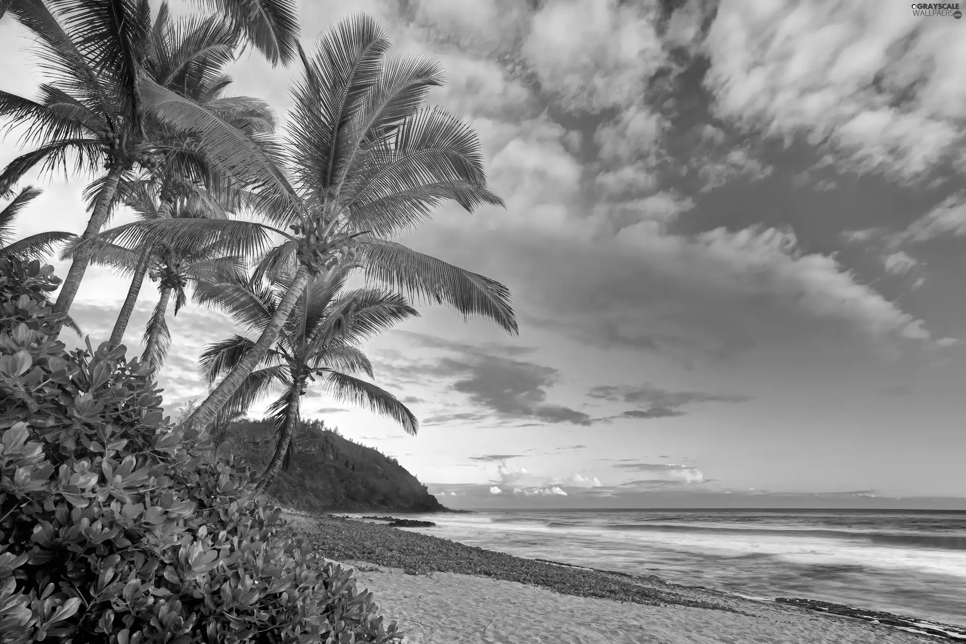 Plants, tropic, Beaches, Palms, Ocean