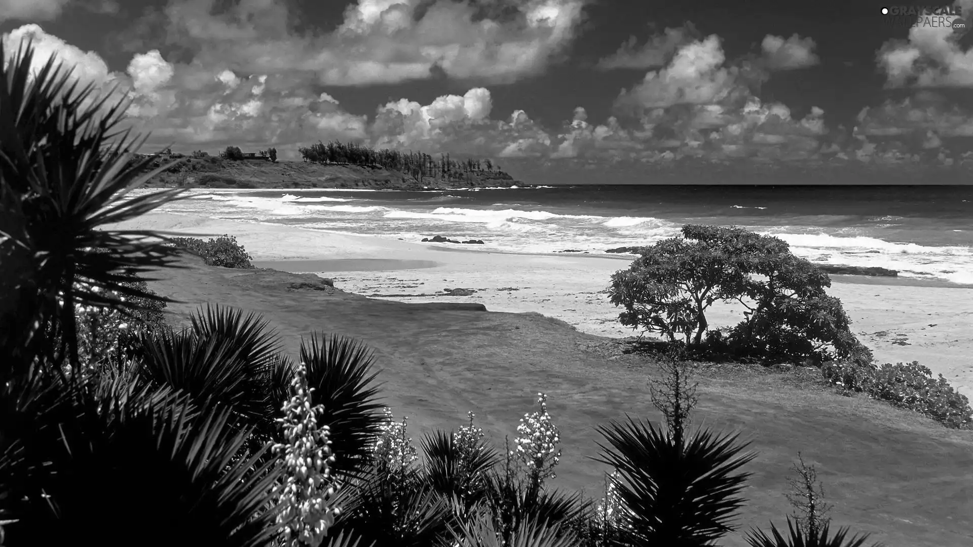 Tropical, Beaches, Plants, sea