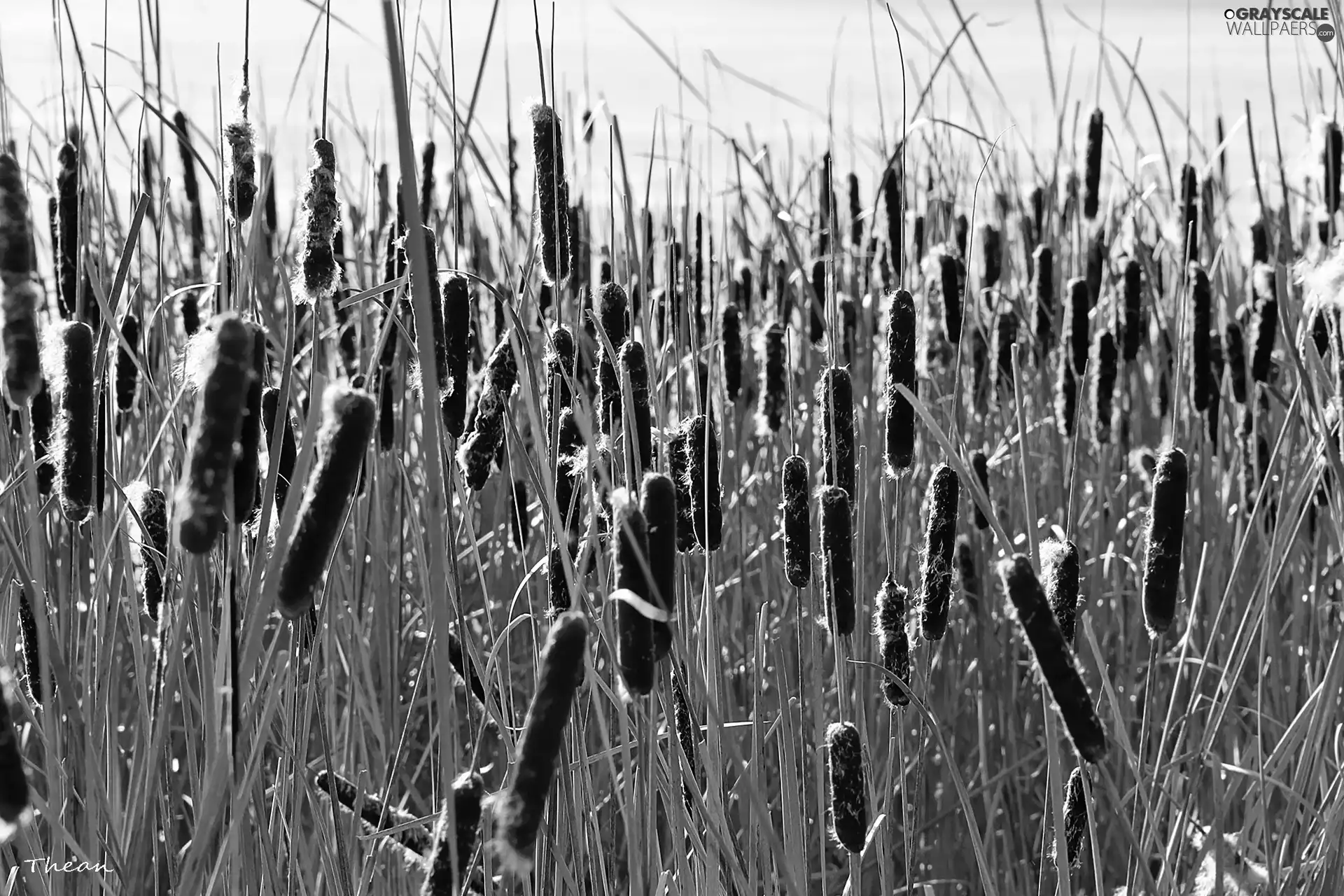 Plants, Mallets, water