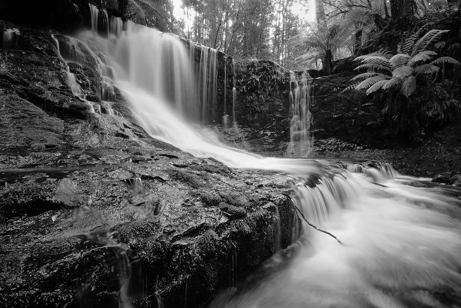 waterfall, Plants