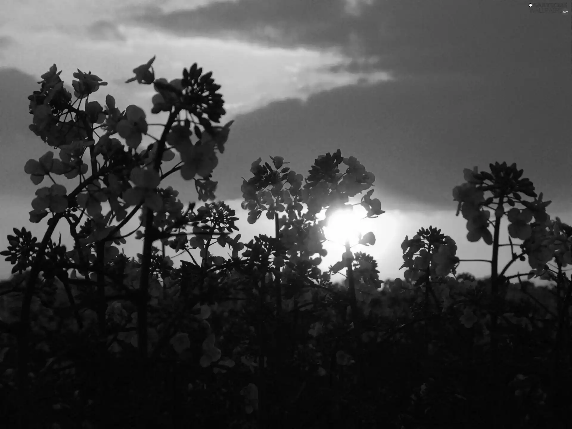 west, clouds, Plants, sun