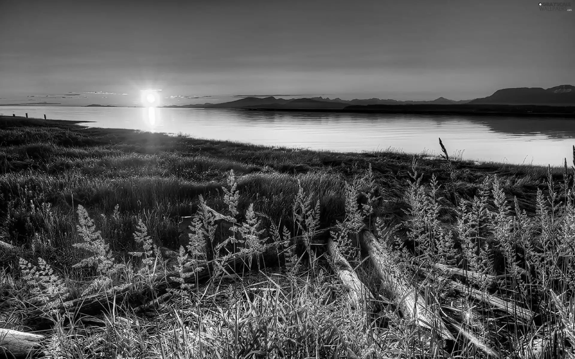 west, lake, Plants, sun