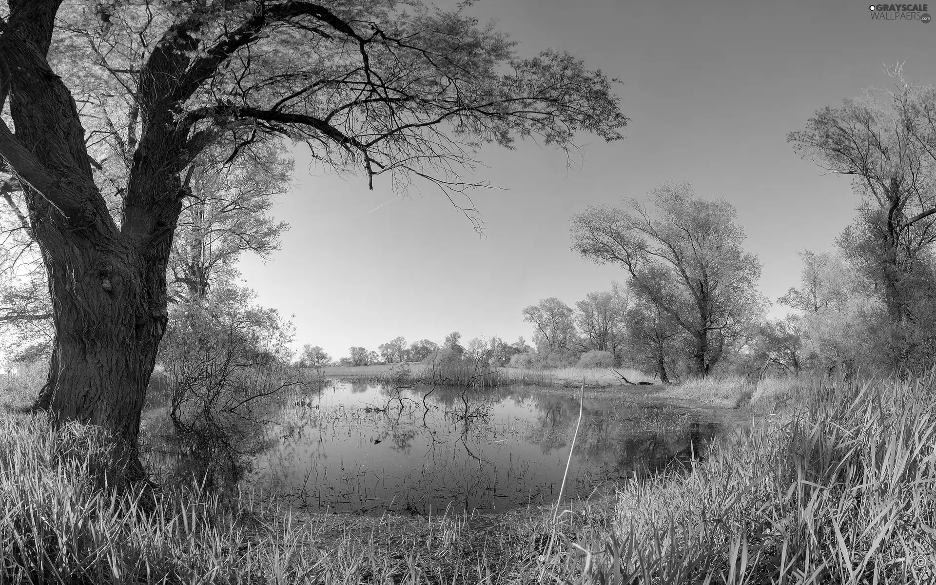 Wetlands, viewes, Plants, trees