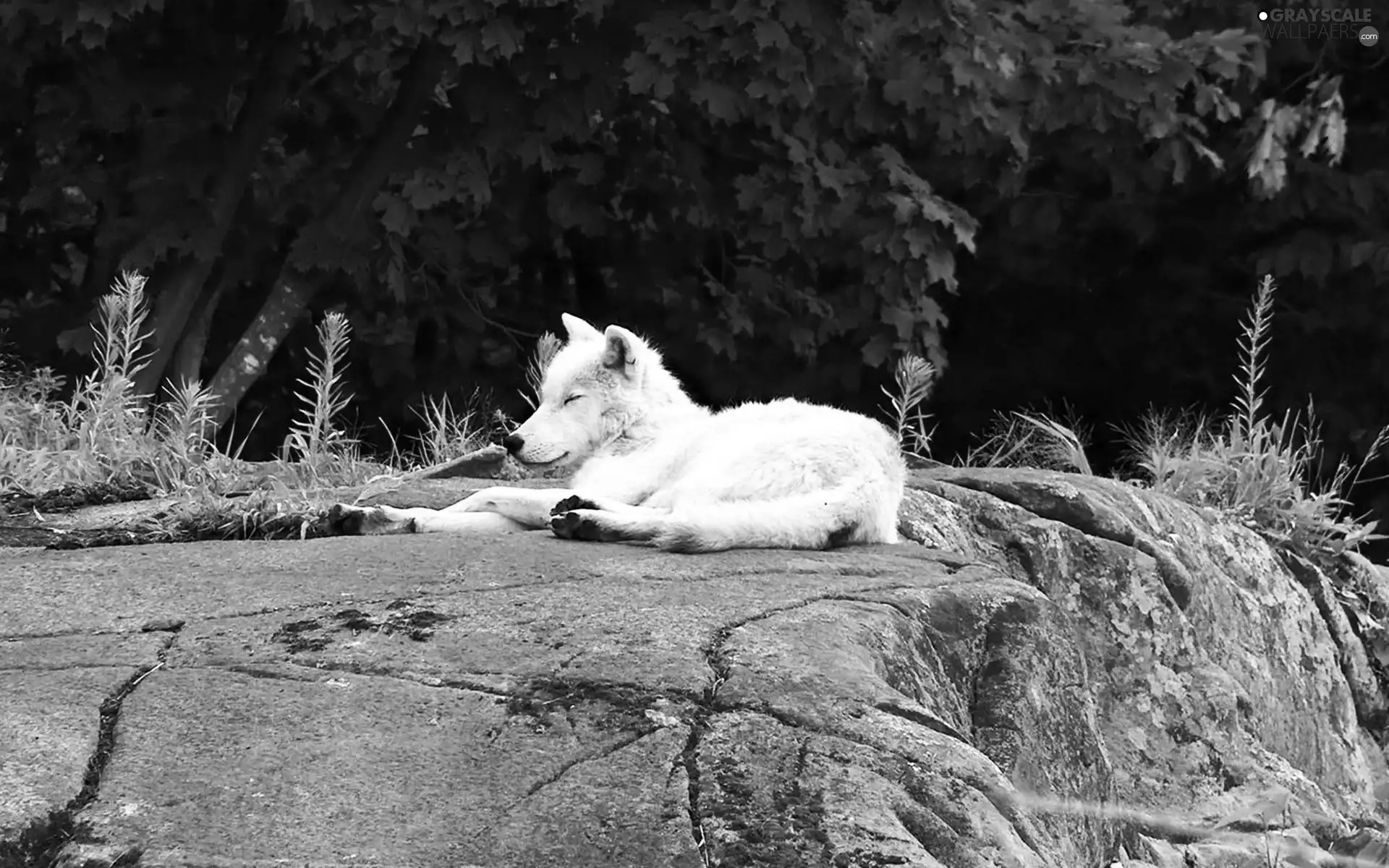 White, Rocks, Plants, Wolf