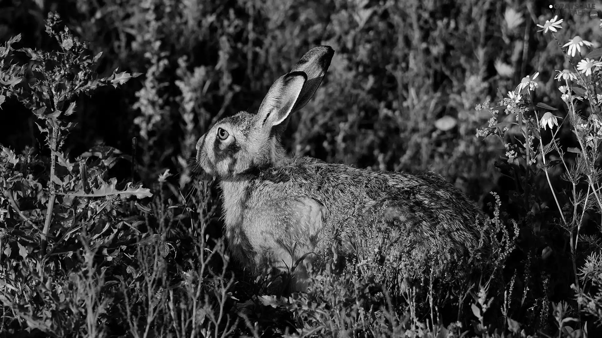 shadows, Wild Rabbit, plants