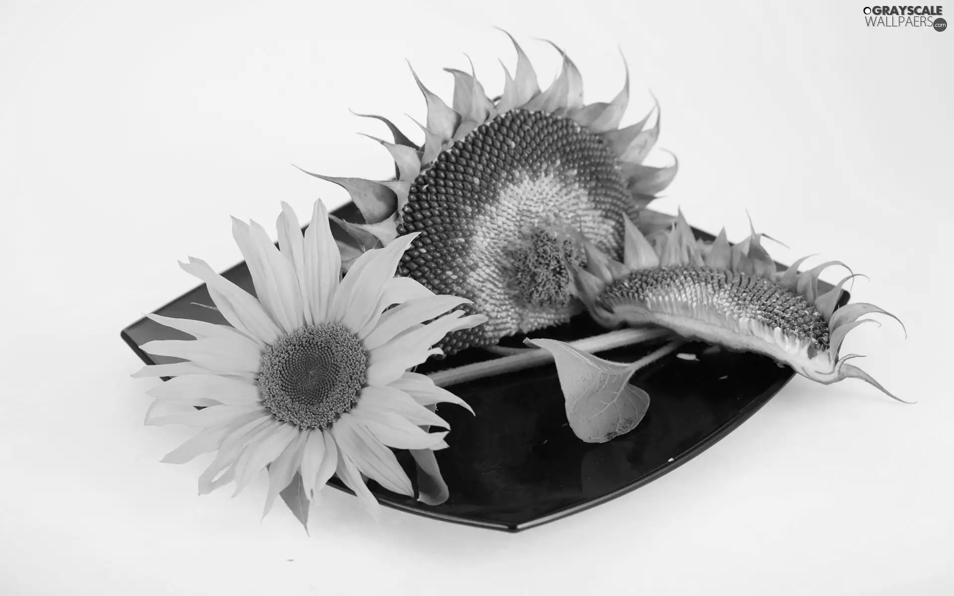 Sunflower, mature, plate, Colourfull Flowers