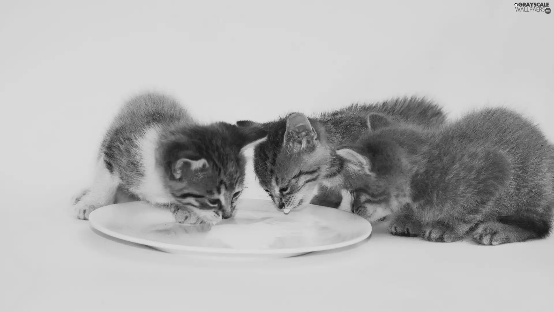plate, Three, puss
