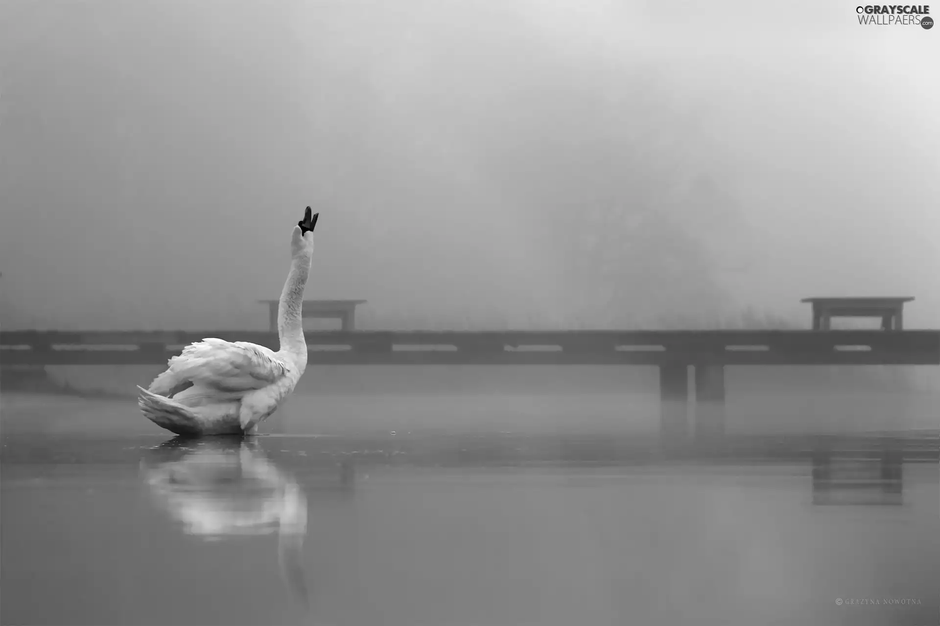 Swans, Bird, Platform, White