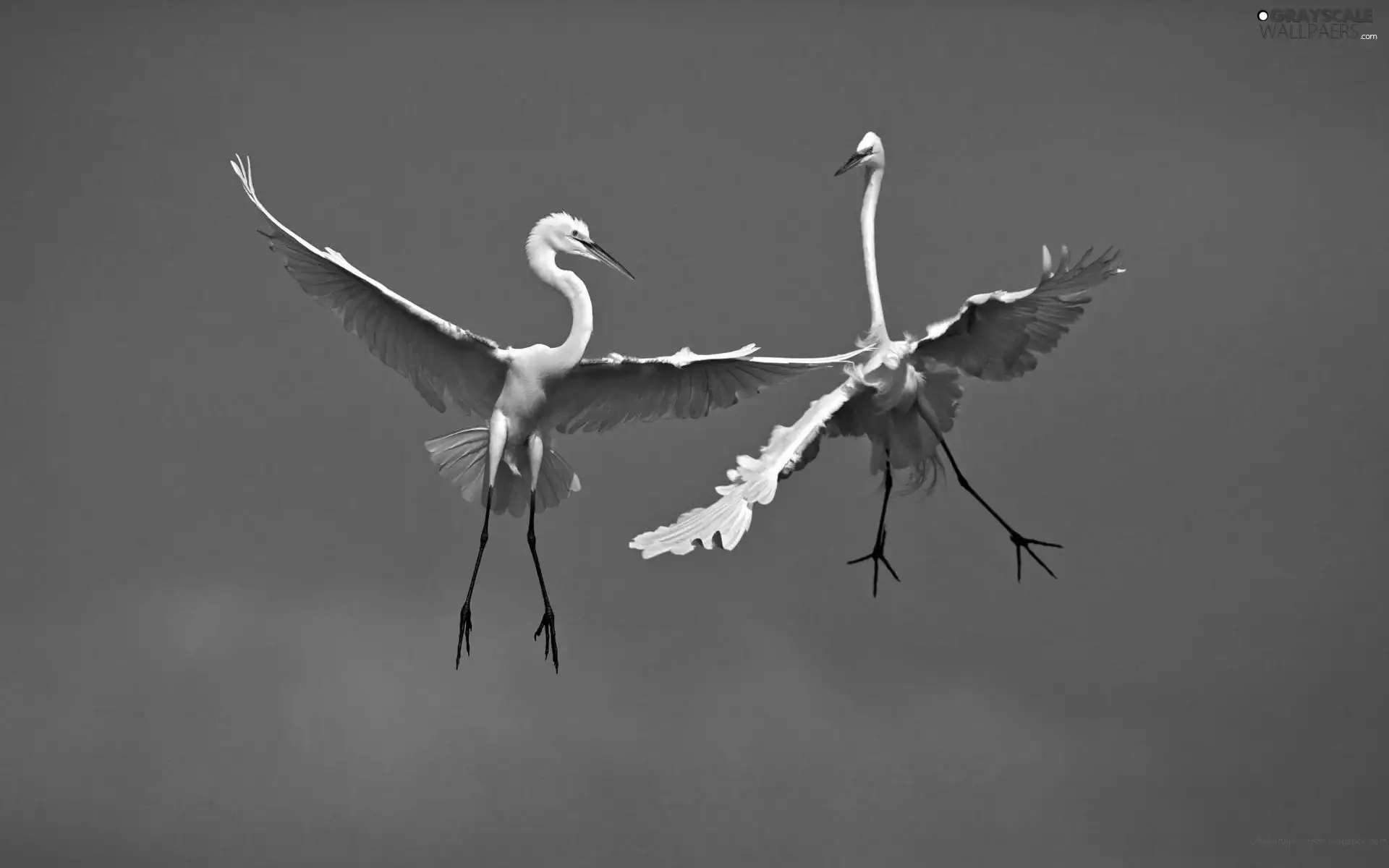 Two cars, birds, herons, Big